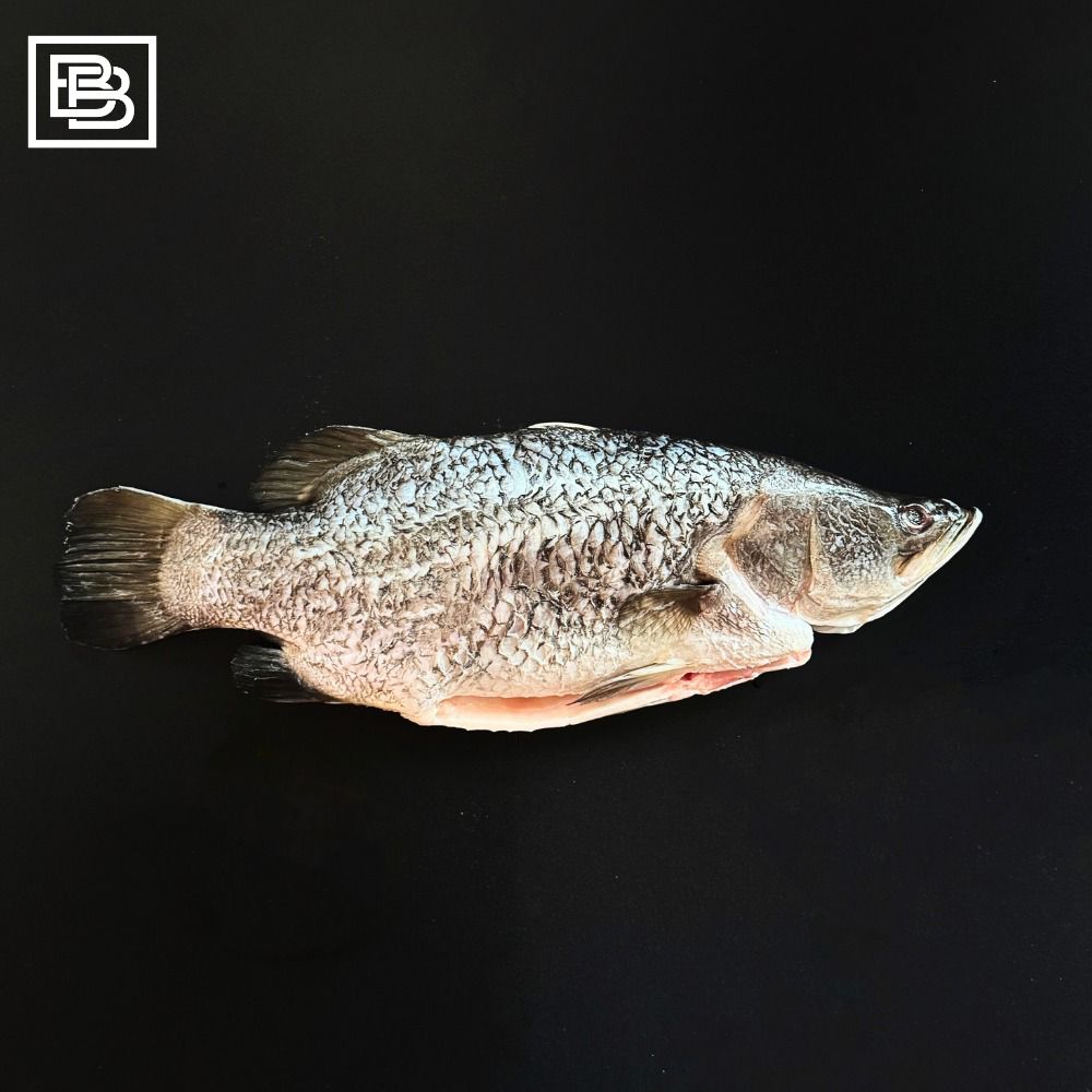 Australian Infinity Blue Wyndham Baby Barramundi [900-1kg]