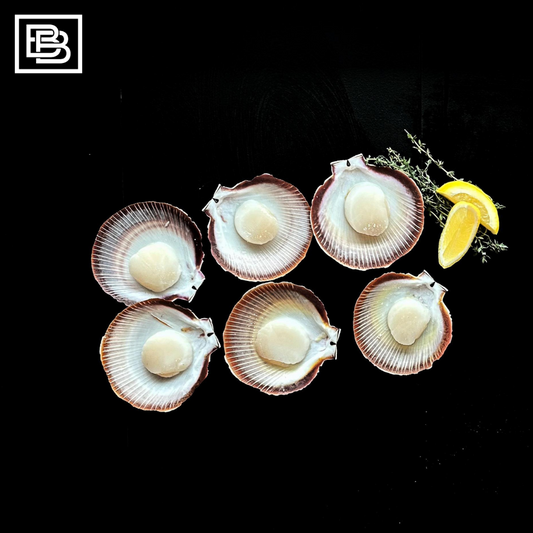 Australian Half Shell Scallop, Scallop