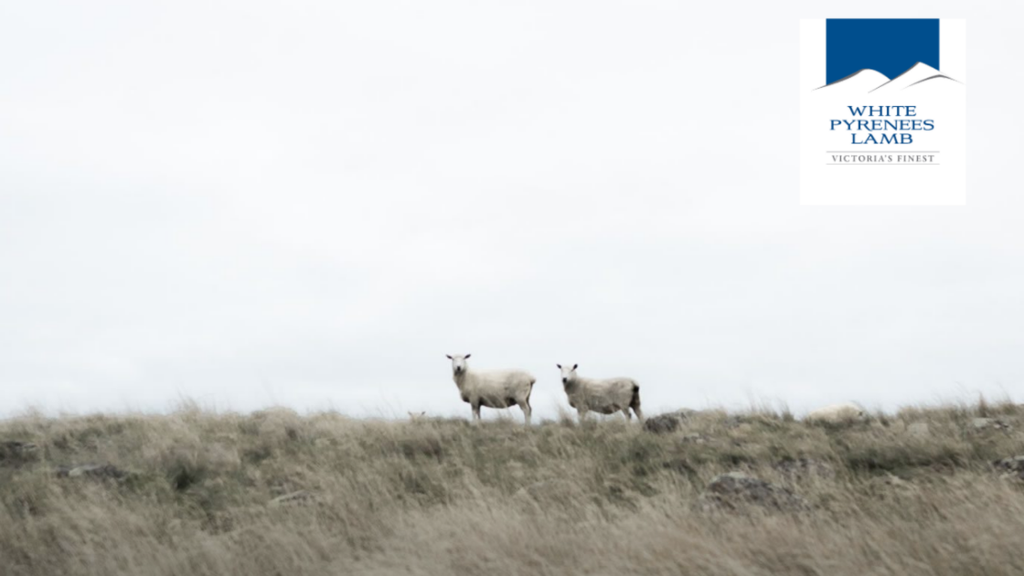 White Pyrenees Lamb
