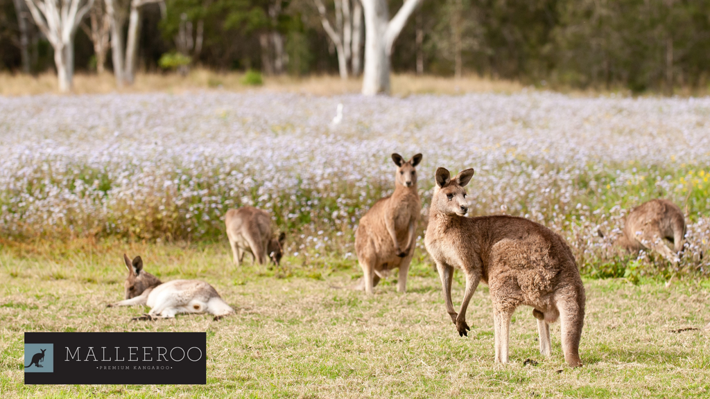 Malleeroo Premium Kangaroo