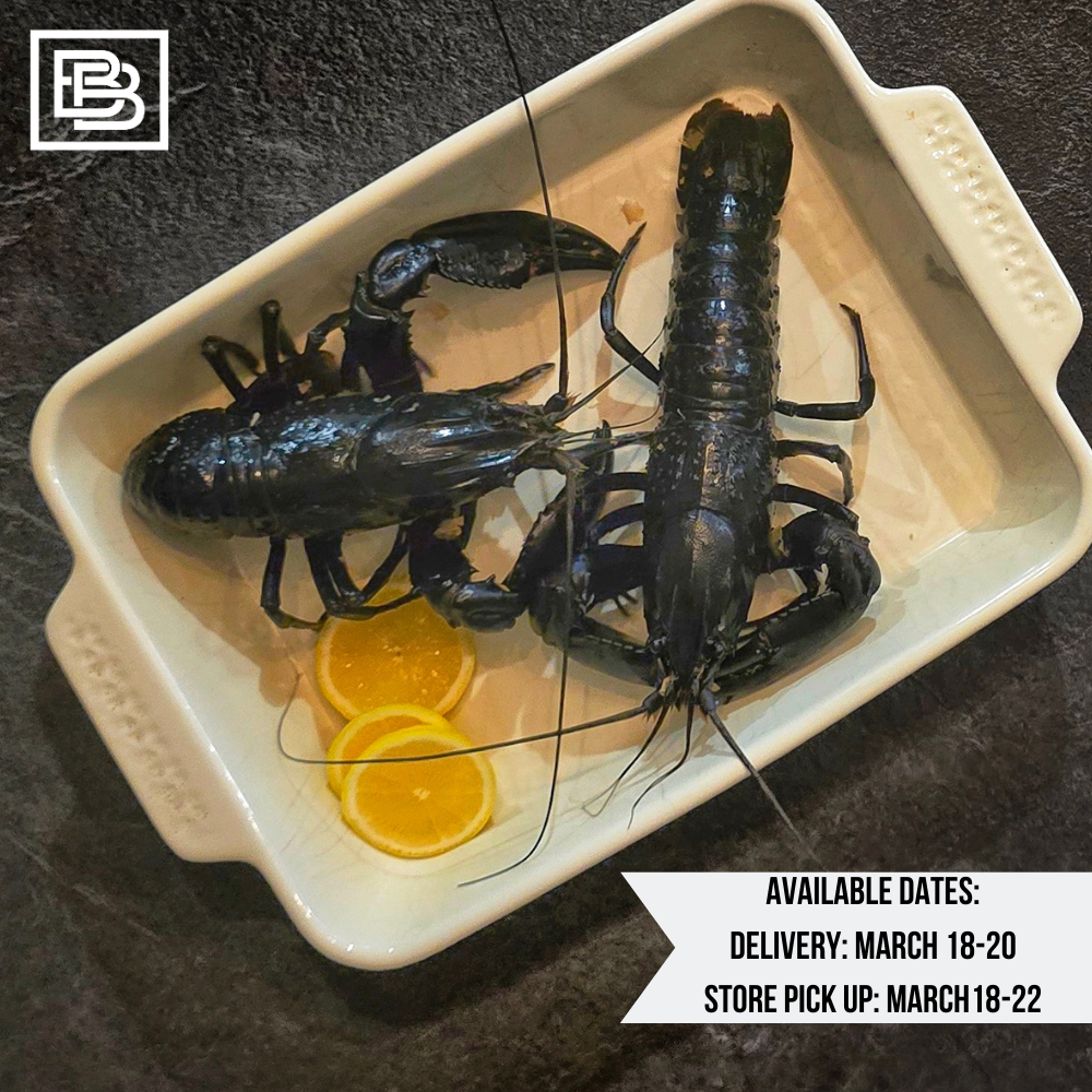 Live Australian Blue Ridge Marron 1pc [600-700g] Pre-Order Only