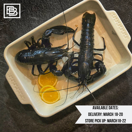 Live Australian Blue Ridge Marron 1pc [600-700g] Pre-Order Only