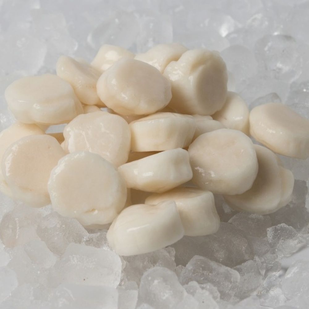 Abrolhos Island Scallop Meat Frozen [500g]